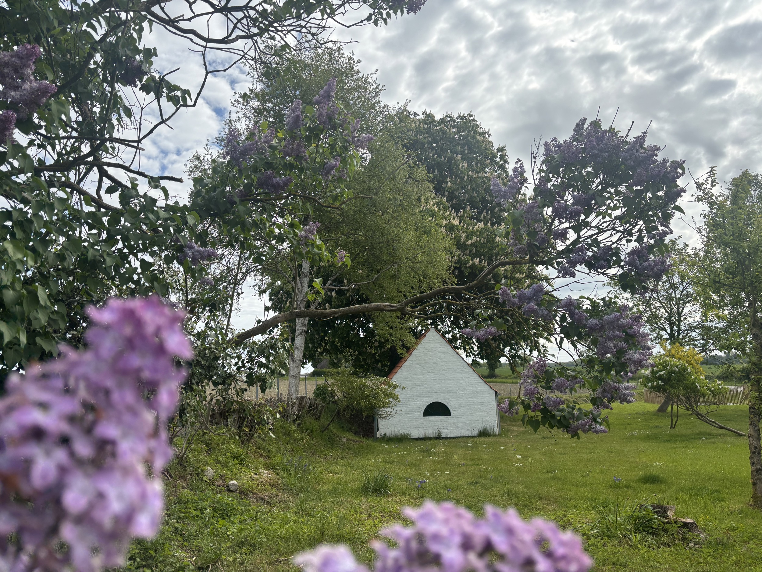 Landhaus Sensby Flieder im Garten und Schuppen
