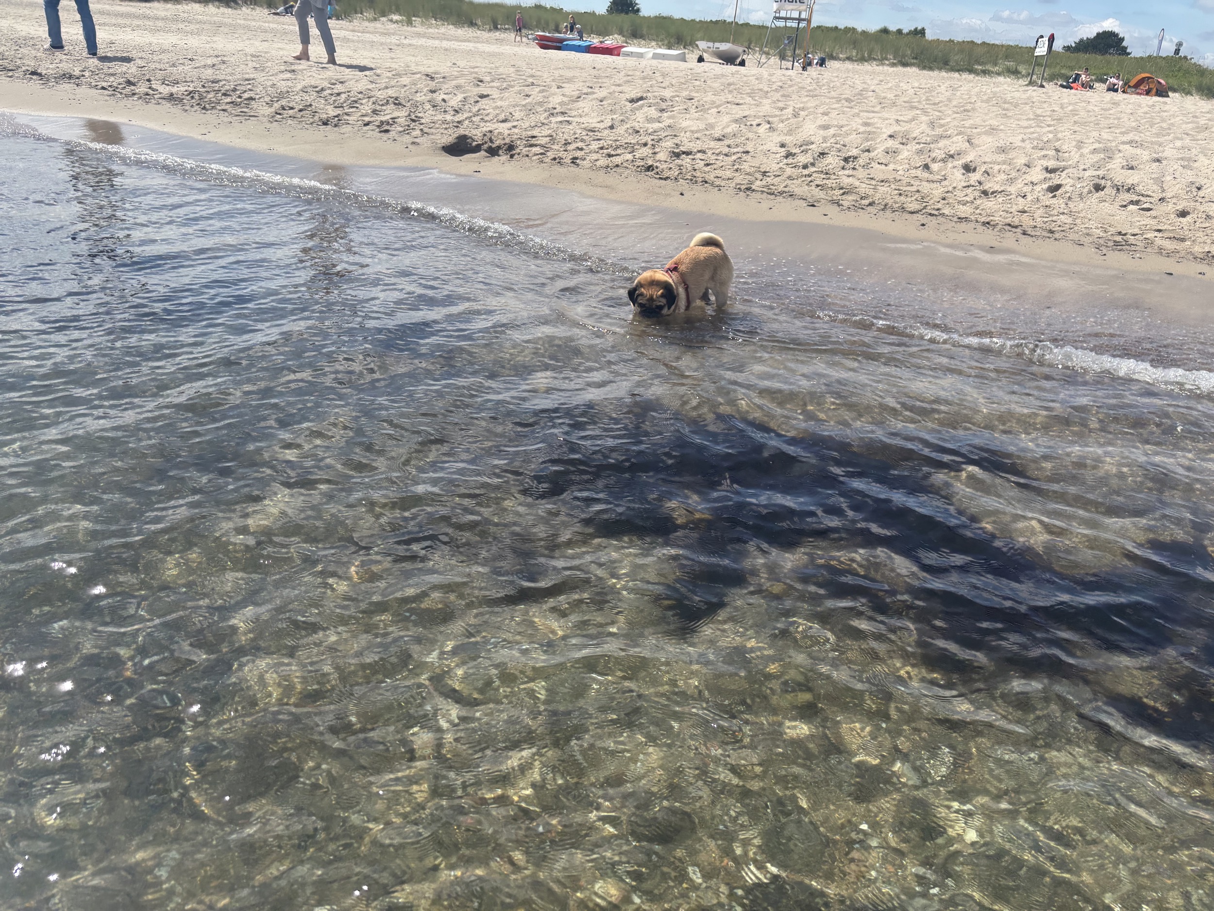 Landhaus Sensby ostsee strand im sommer 6