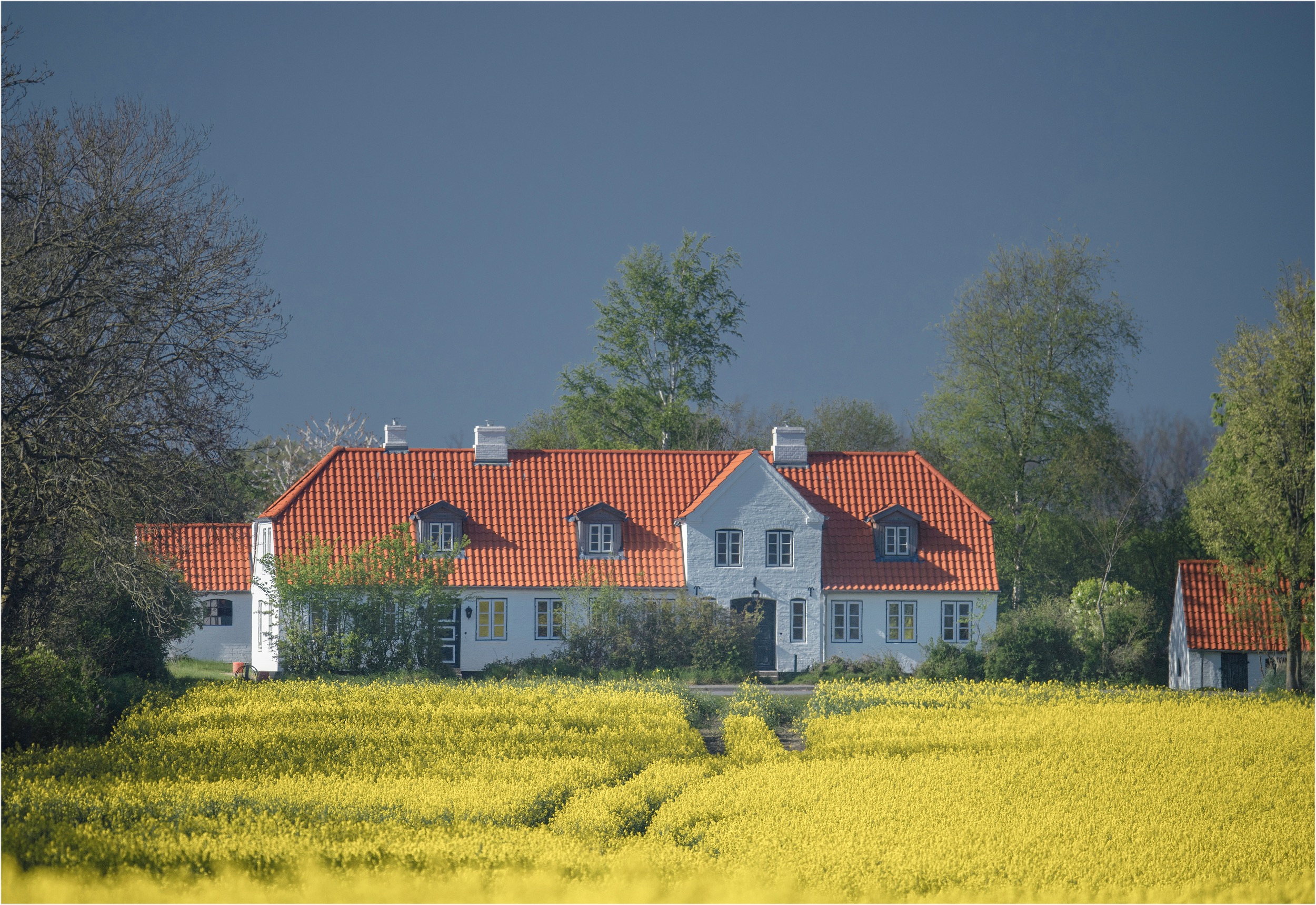 ferienhaus sensby rapsbluete